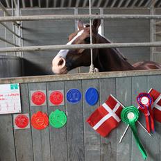 New Forest Koedijks Milano *Låner*