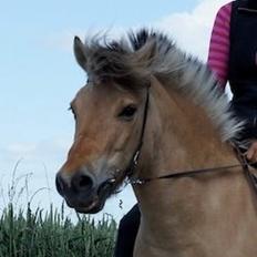 Anden særlig race Charlie