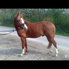 Anden særlig race Trevano