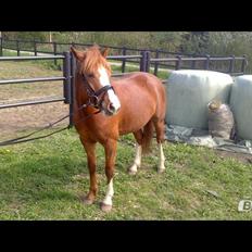 Anden særlig race Trevano