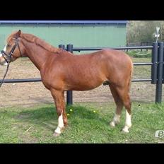 Anden særlig race Trevano