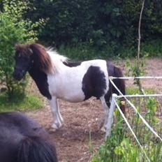 Anden særlig race Søby's Fie