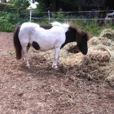 Anden særlig race Søby's Fie