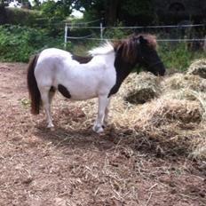 Anden særlig race Søby's Fie