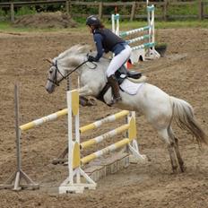 Anden særlig race KARIZMA [Tidl. Lånepony]