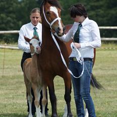 Welsh Cob (sec D) Nebo Tulip