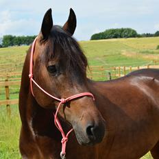 DSP Gedsagergårds Roberto