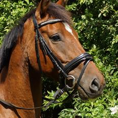 Tysk Oldenburger Queen