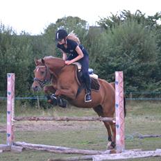 Welsh Partbred (Sec F) Waardhoeve's Ilona *Maggie*
