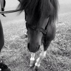 Anden særlig race Balou