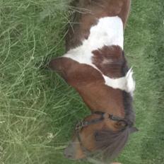 Anden særlig race Balou