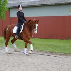 Hannoveraner Grønskovlund's Limelight