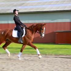 Hannoveraner Grønskovlund's Limelight