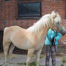 Haflinger Wendy