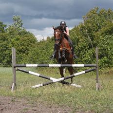 Hollandsk Varmblod Zetermo