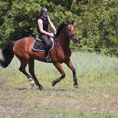 Hollandsk Varmblod Zetermo