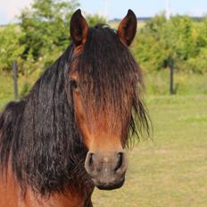 Welsh Partbred (Sec F) Lykkegaards hopla