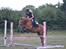 Welsh Partbred (Sec F) Waardhoeve's Ilona *Maggie*