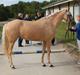 Welsh Partbred (Sec F) Aastrupgaards Lærke