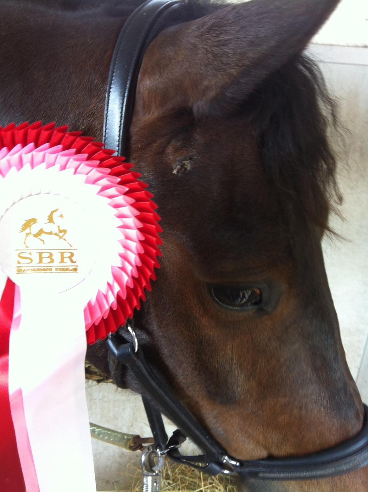 Tysk Sportspony Chester billede 3