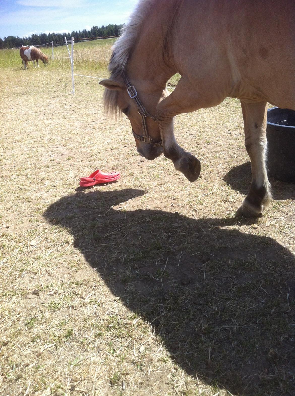 Anden særlig race Charlie billede 17