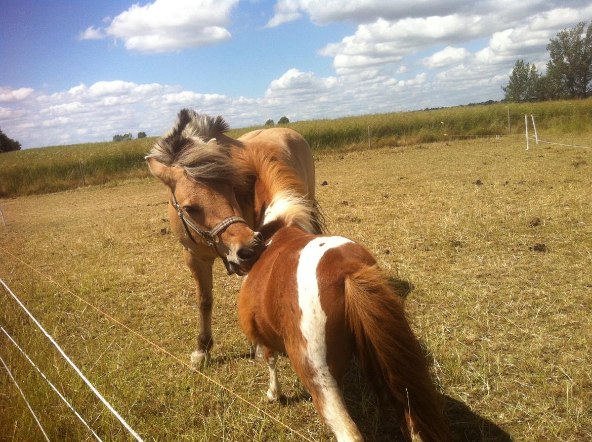 Anden særlig race Charlie - Hyggeonkel for lille Gurli ;) billede 19