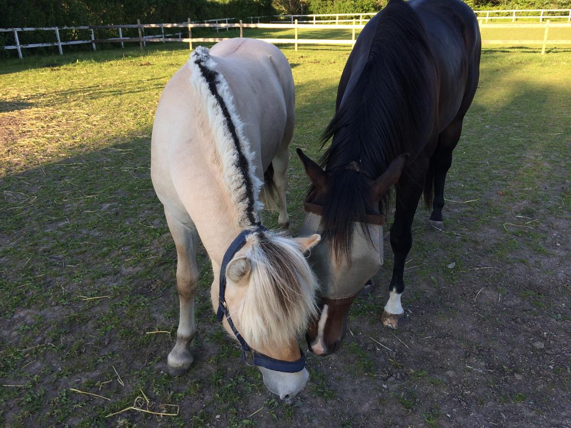 Fjordhest Polo Skellerød billede 3