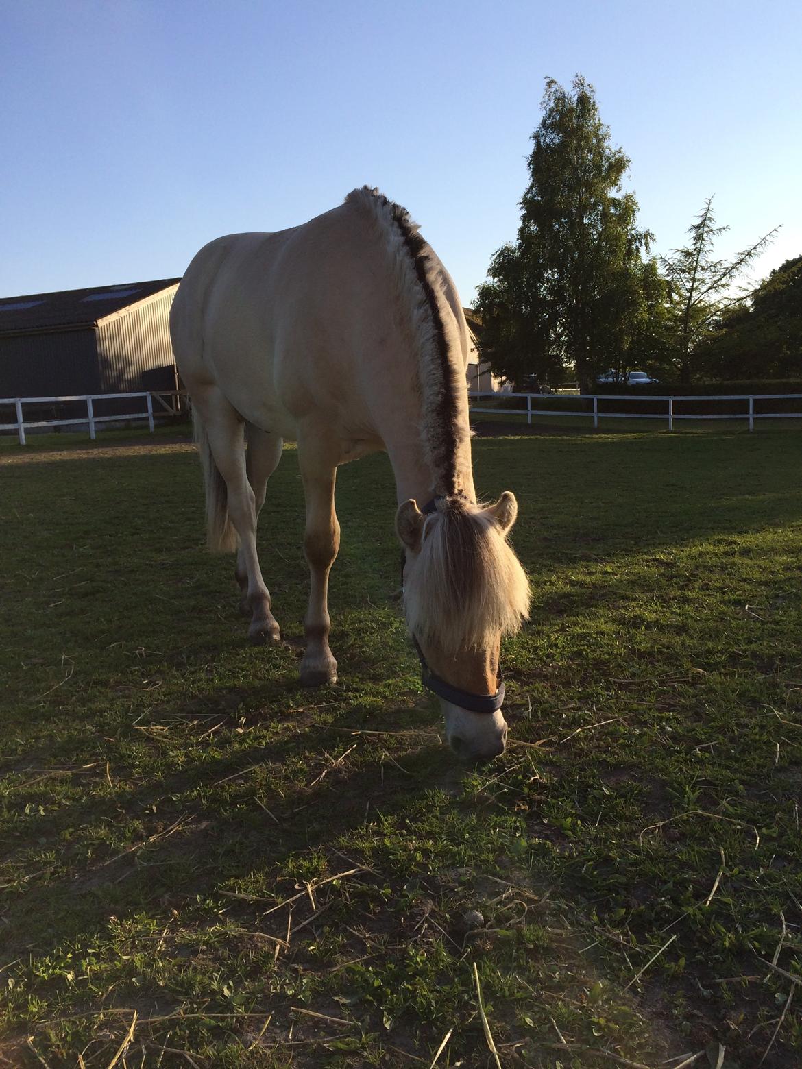 Fjordhest Polo Skellerød billede 6