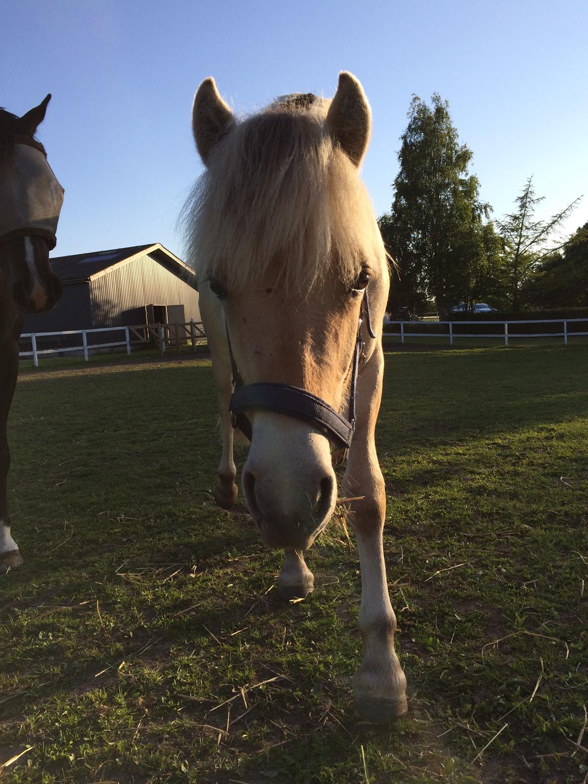 Fjordhest Polo Skellerød billede 7