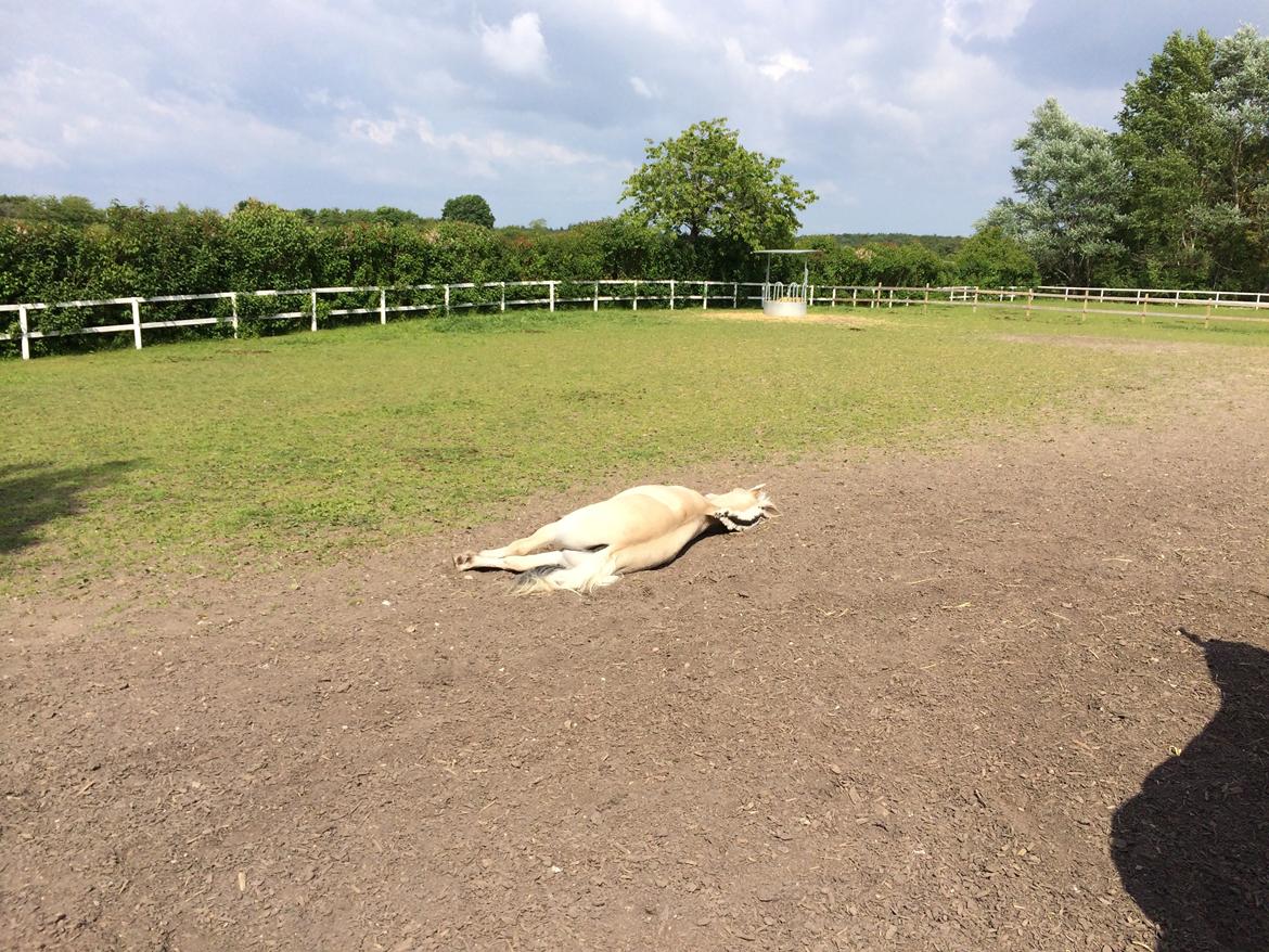 Fjordhest Polo Skellerød billede 8