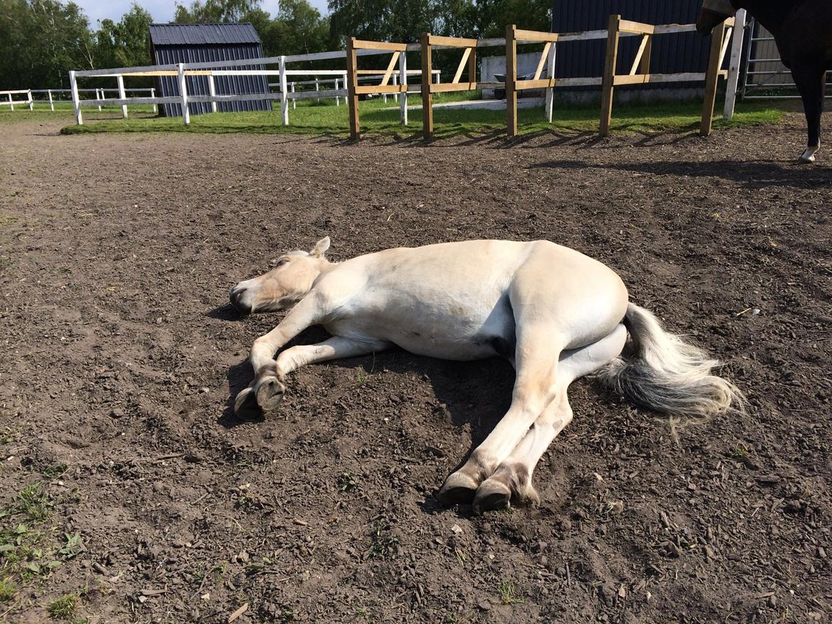 Fjordhest Polo Skellerød billede 9