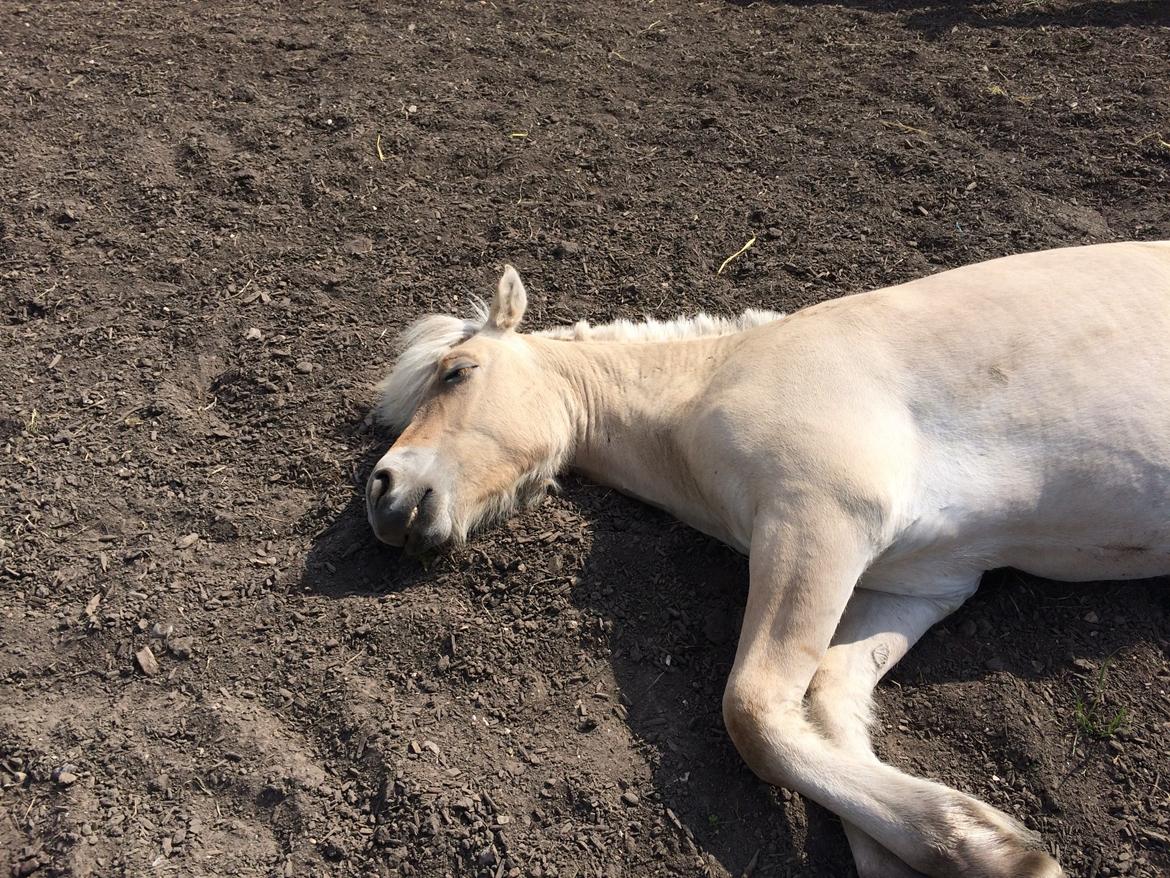 Fjordhest Polo Skellerød billede 10