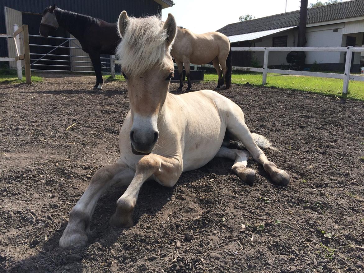 Fjordhest Polo Skellerød billede 1