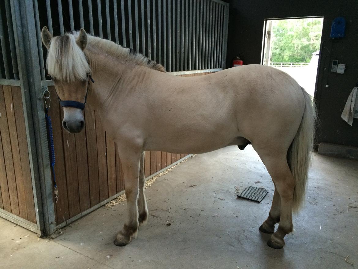 Fjordhest Polo Skellerød billede 11