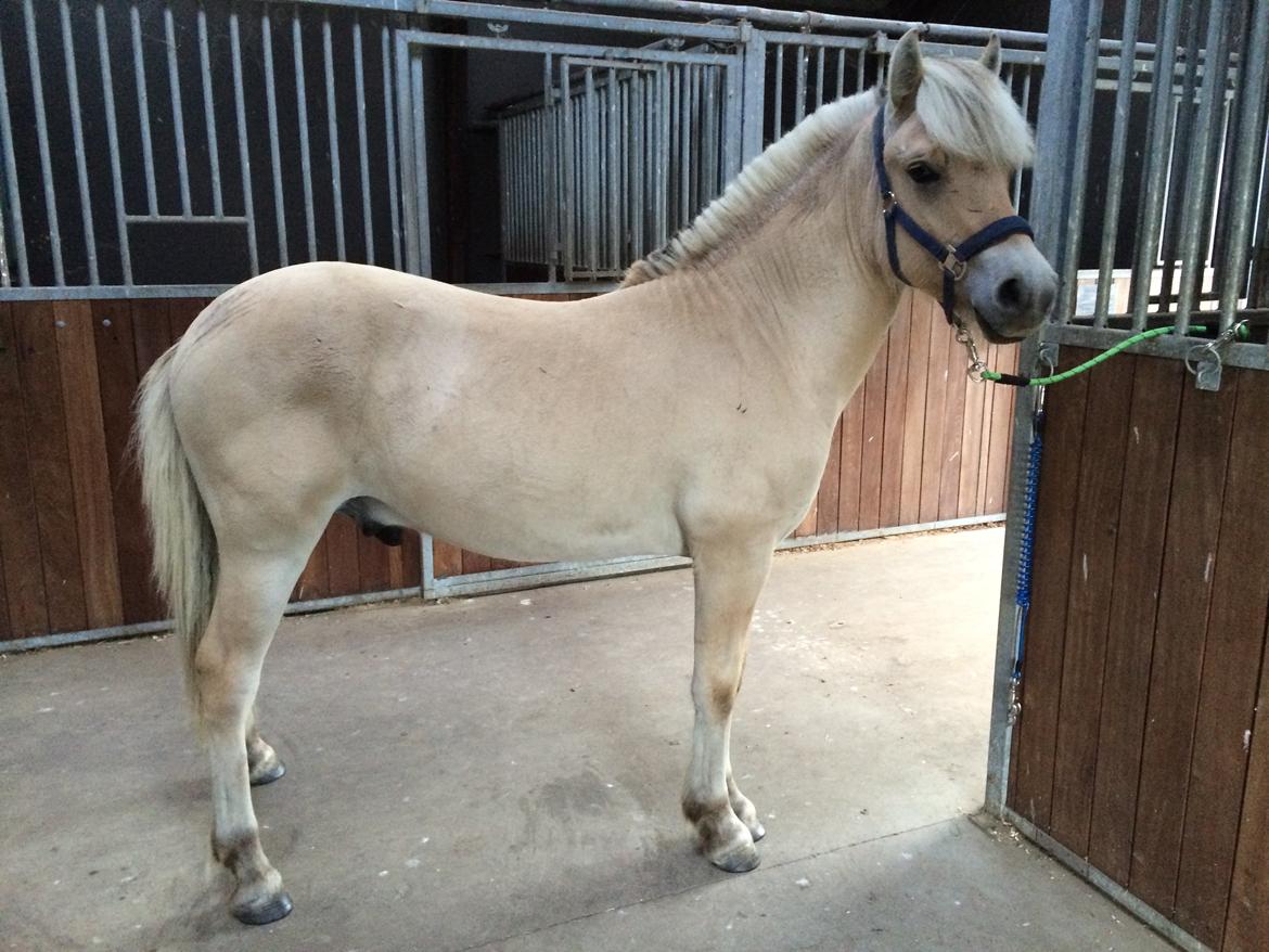 Fjordhest Polo Skellerød billede 2