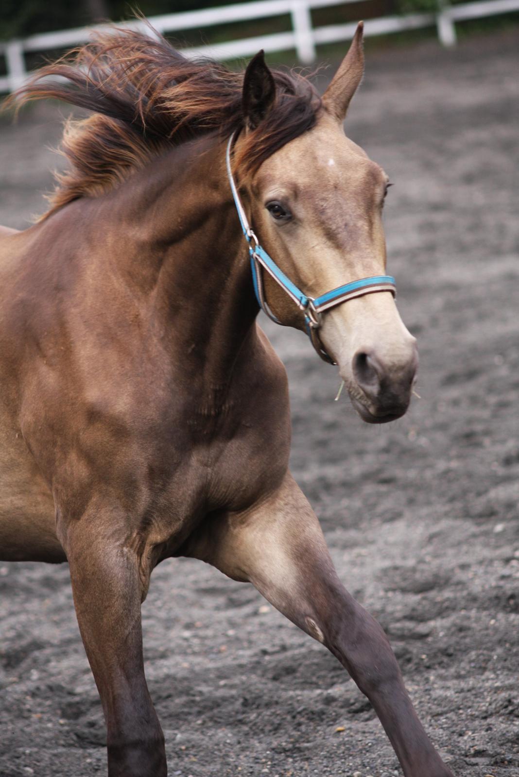 Anden særlig race Klitgaards Maximilian*R.I.P* - 27/6 2014 billede 3