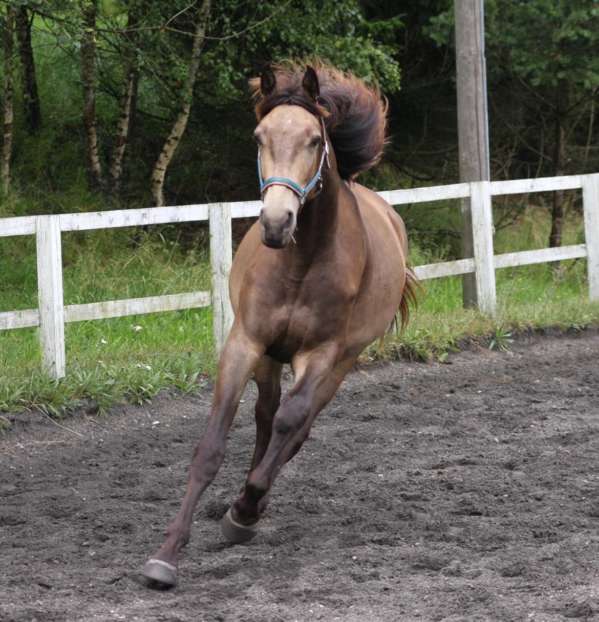 Anden særlig race Klitgaards Maximilian*R.I.P* billede 5