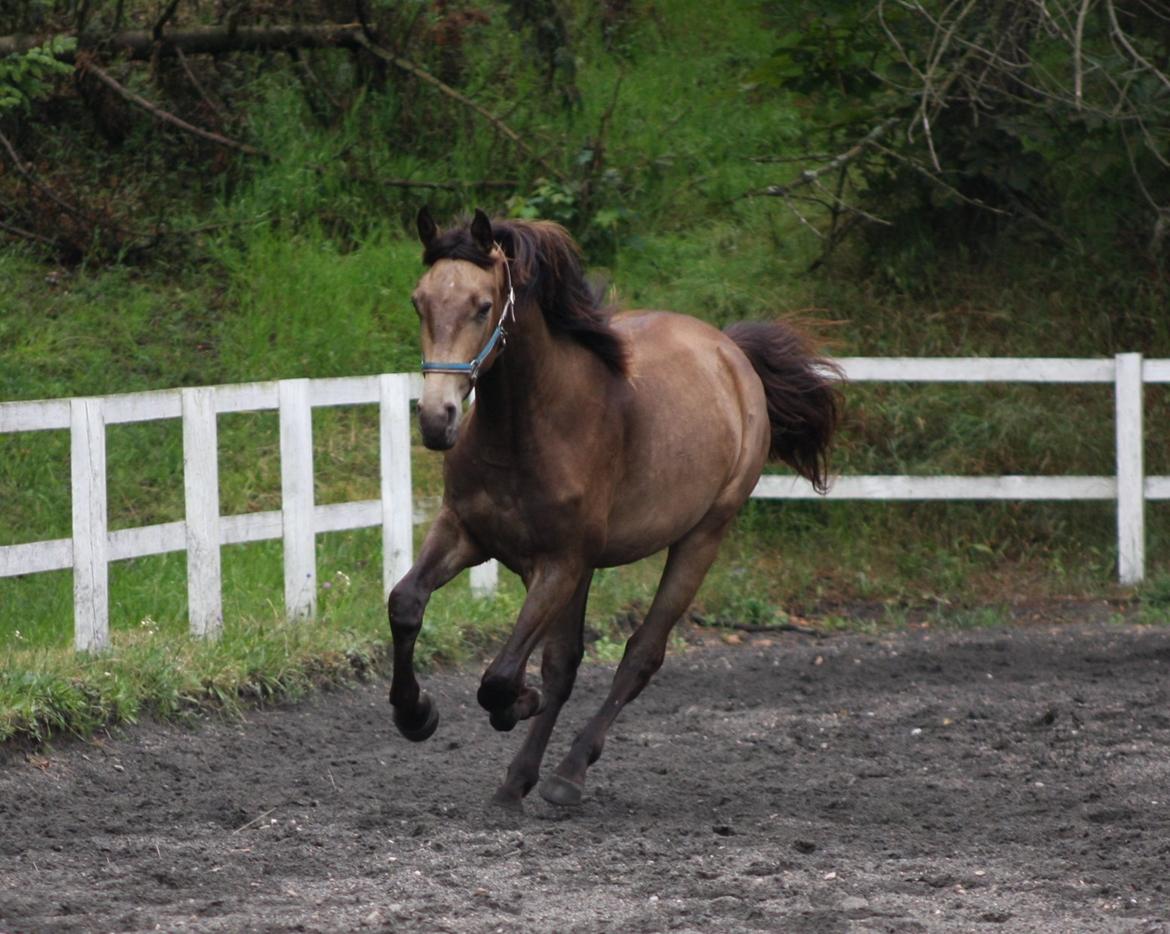 Anden særlig race Klitgaards Maximilian*R.I.P* billede 6