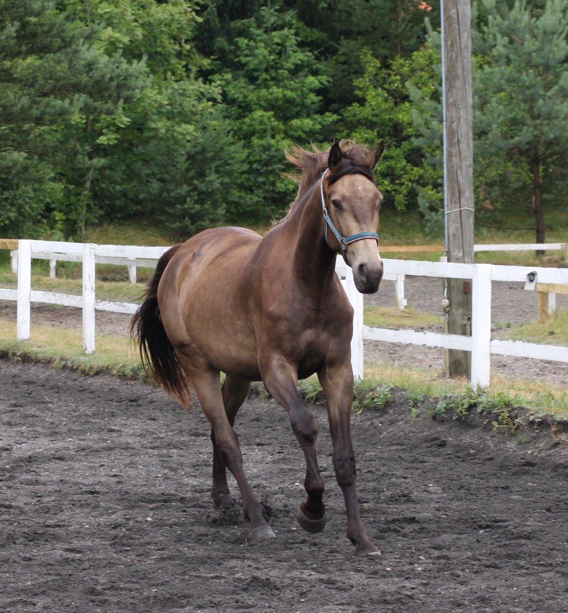 Anden særlig race Klitgaards Maximilian*R.I.P* billede 9