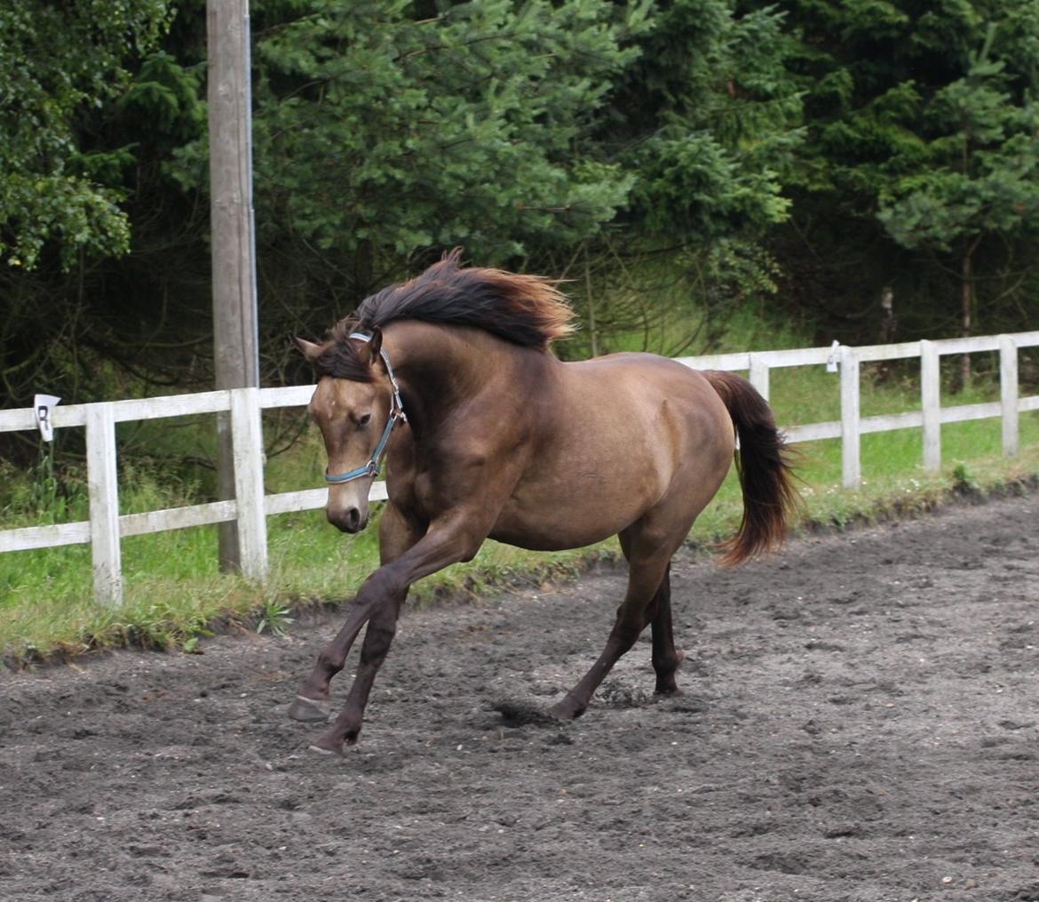 Anden særlig race Klitgaards Maximilian*R.I.P* billede 7