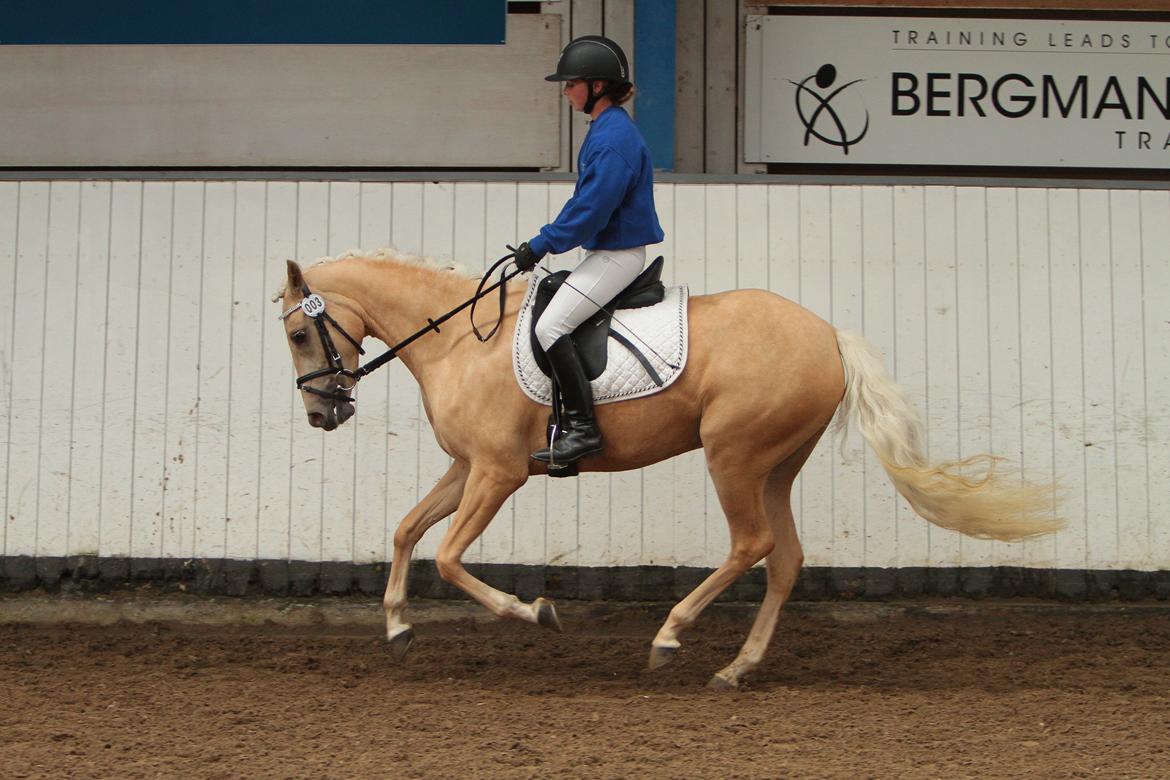 Welsh Partbred (Sec F) Aastrupgaards Lærke billede 8