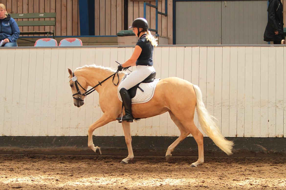 Welsh Partbred (Sec F) Aastrupgaards Lærke billede 12