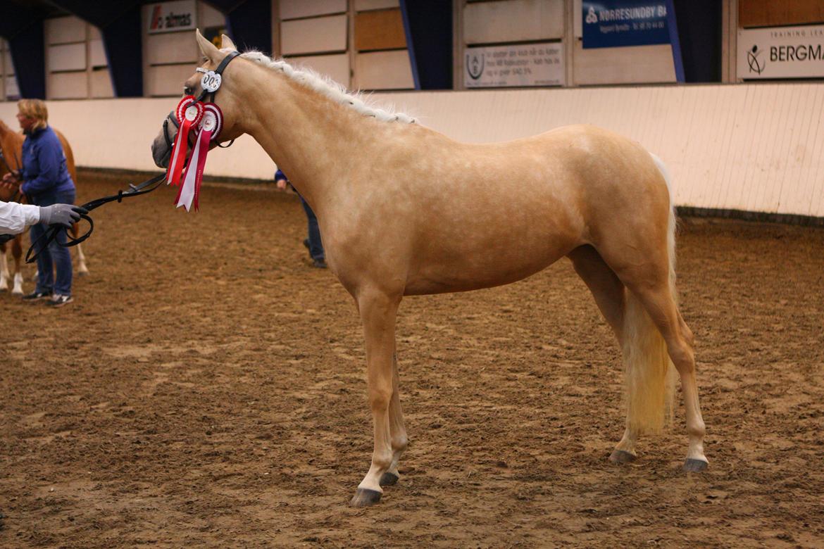 Welsh Partbred (Sec F) Aastrupgaards Lærke billede 14