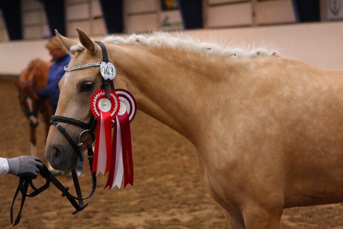 Welsh Partbred (Sec F) Aastrupgaards Lærke billede 15