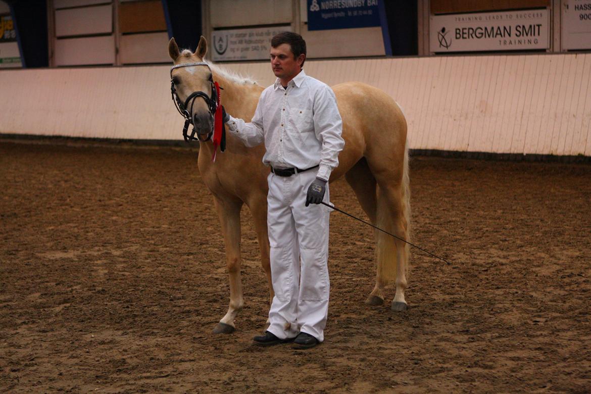 Welsh Partbred (Sec F) Aastrupgaards Lærke billede 16