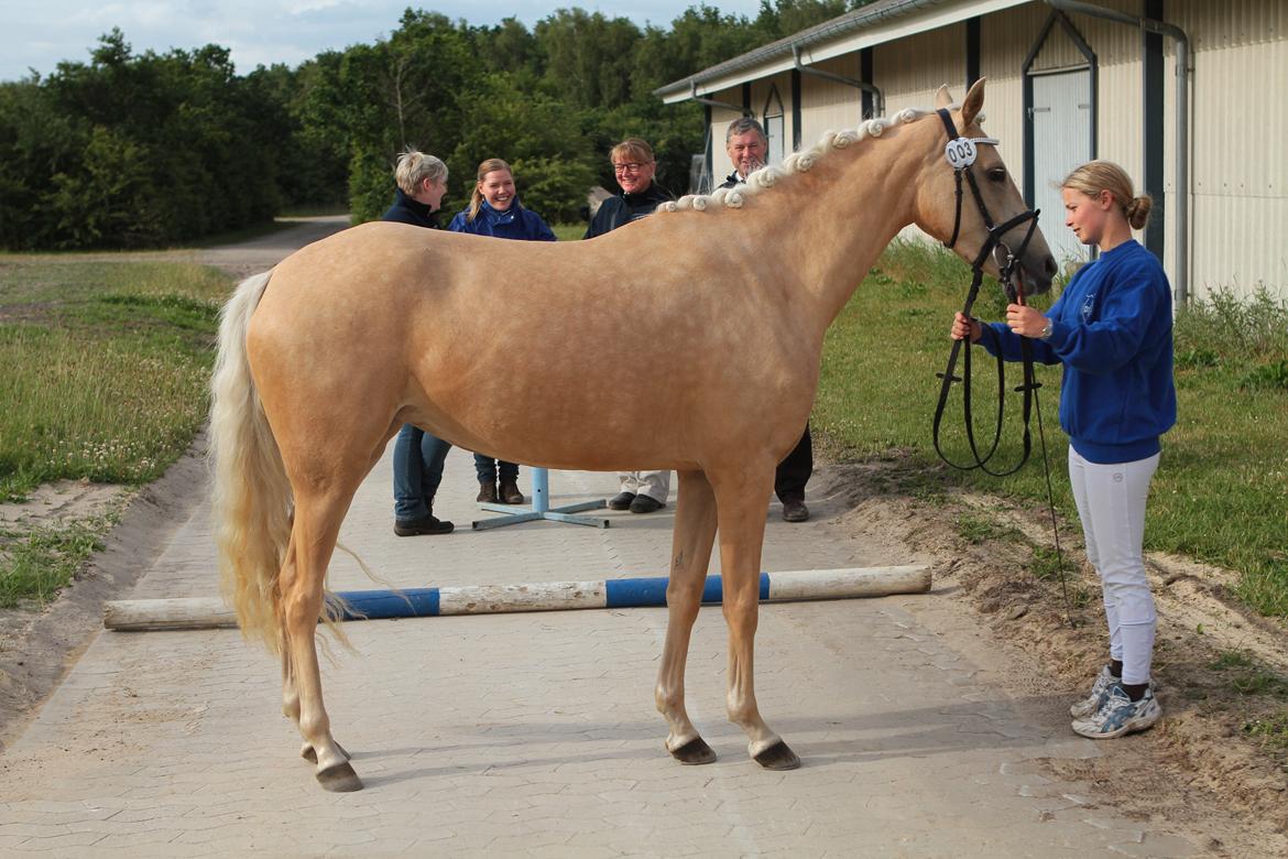 Welsh Partbred (Sec F) Aastrupgaards Lærke billede 1
