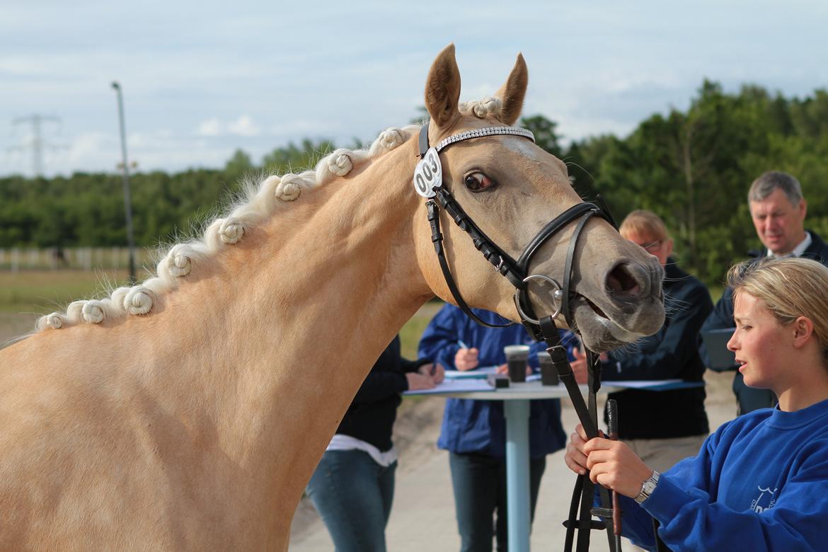 Welsh Partbred (Sec F) Aastrupgaards Lærke billede 2