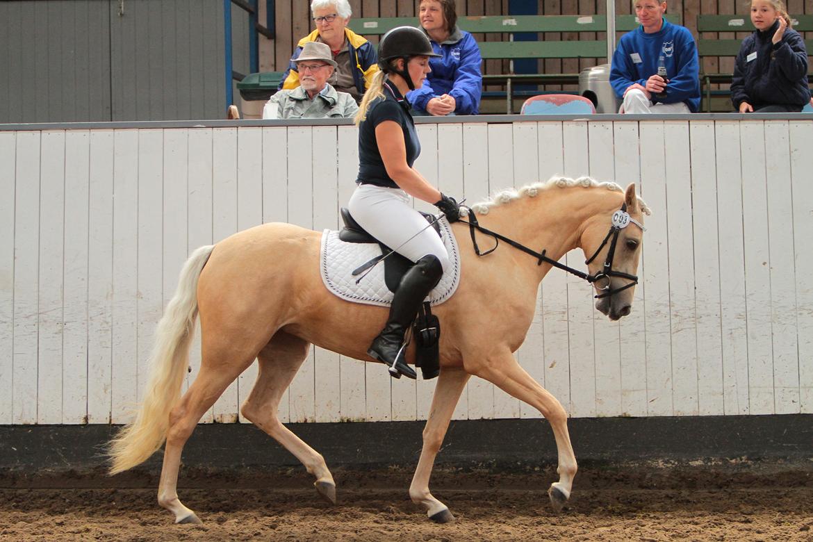 Welsh Partbred (Sec F) Aastrupgaards Lærke billede 13