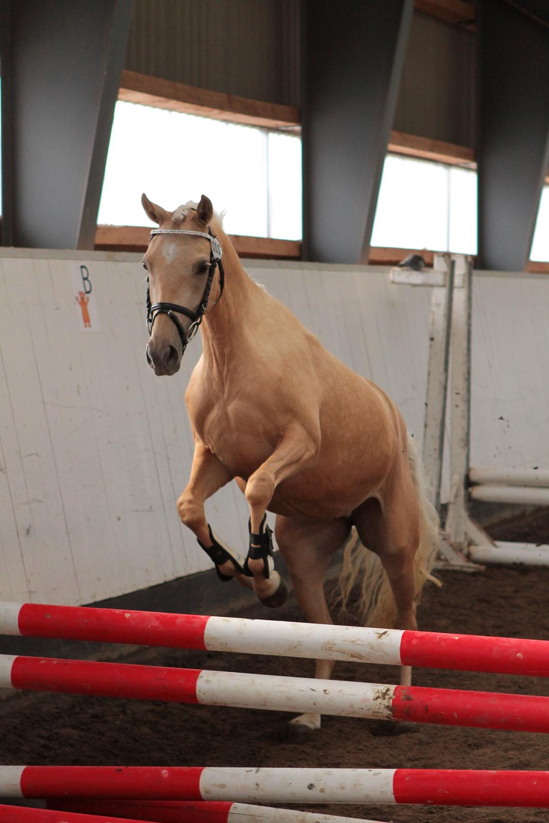 Welsh Partbred (Sec F) Aastrupgaards Lærke billede 3