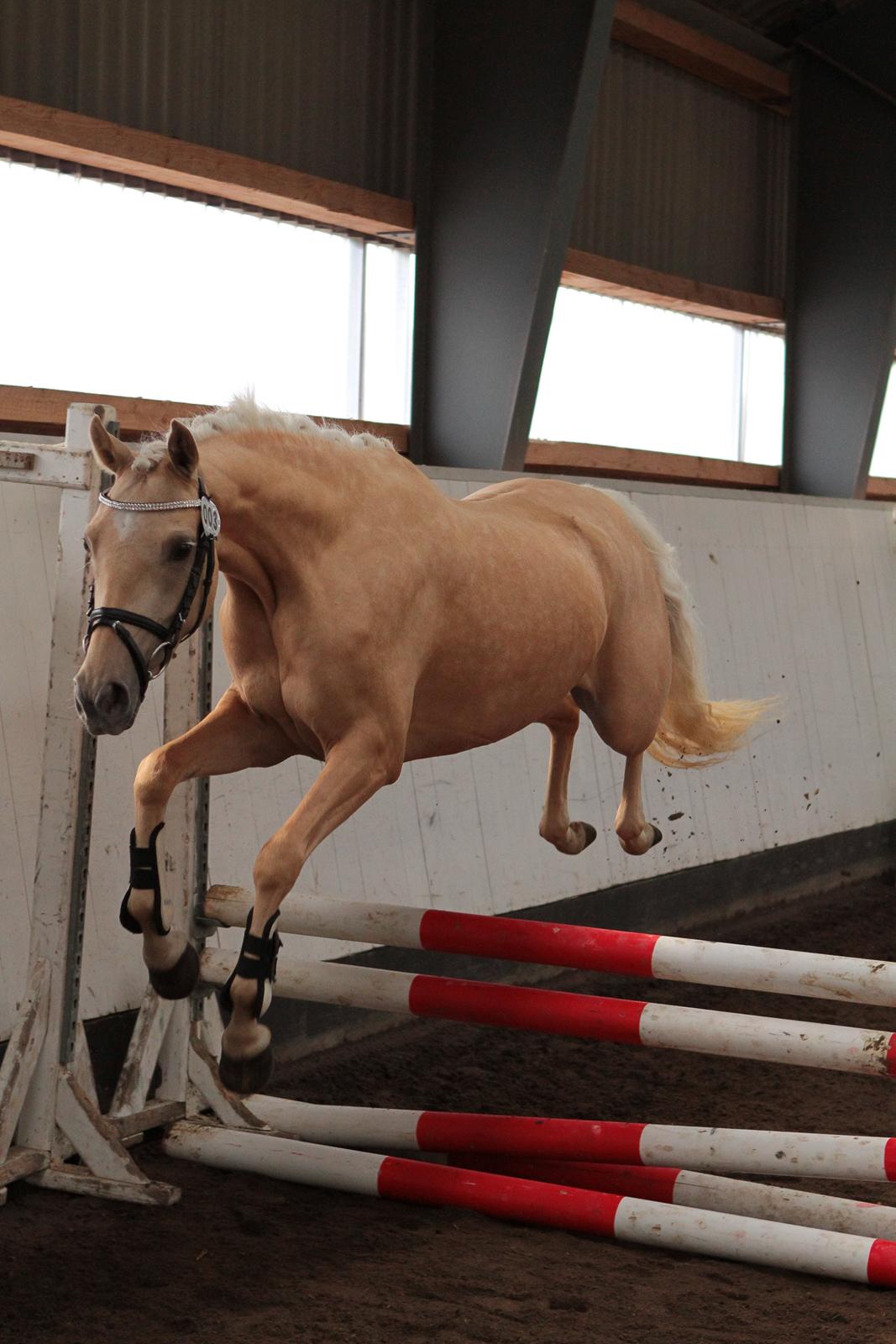 Welsh Partbred (Sec F) Aastrupgaards Lærke billede 6